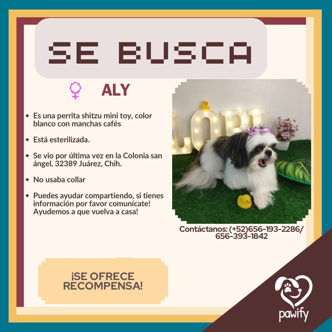 Aly - Perro