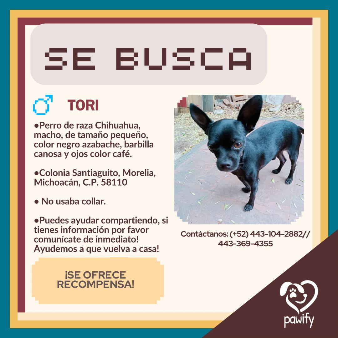 TORI - Perro