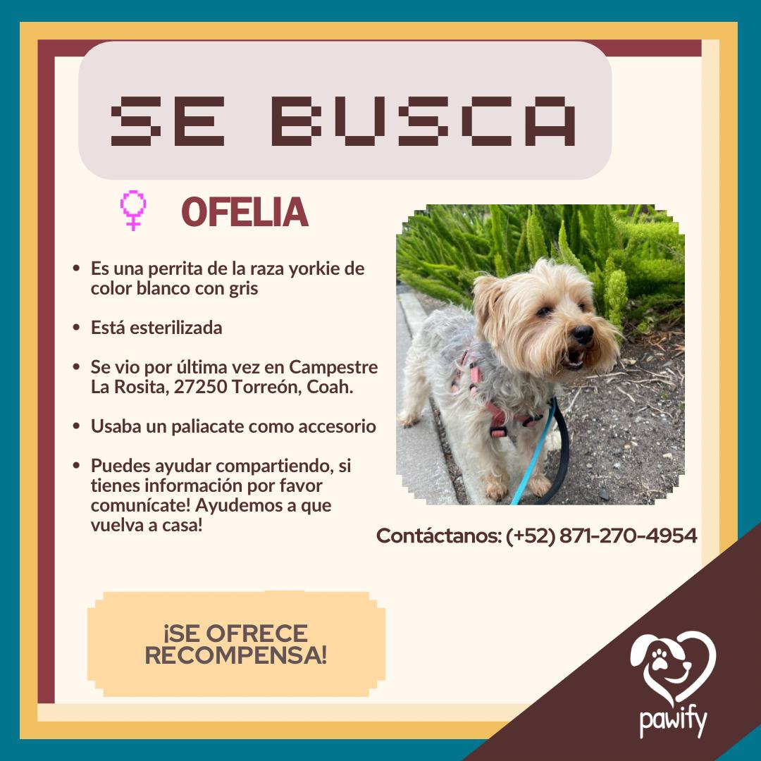 Ofelia - Perro