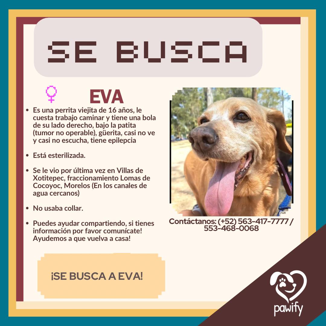 Eva - Perro