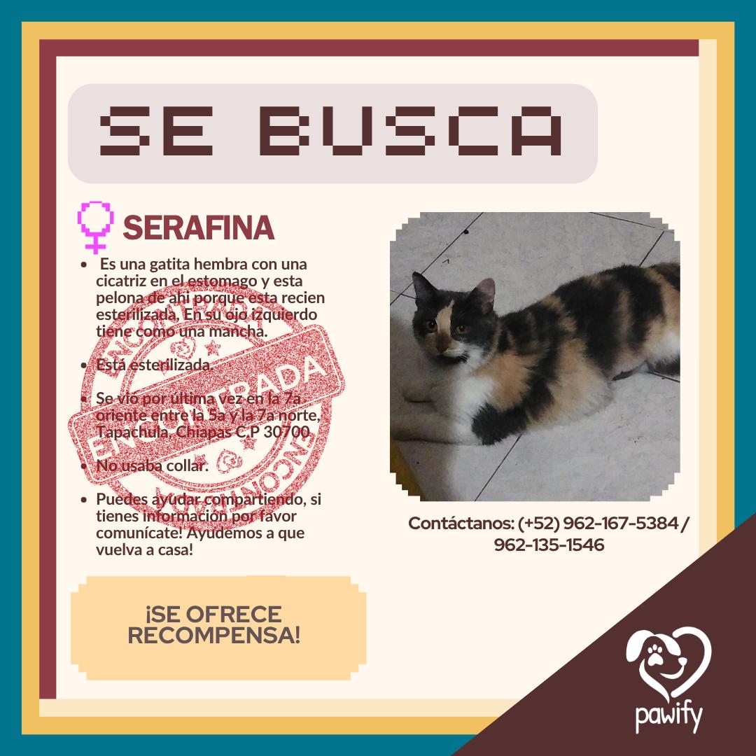 SERAFINA - Gato
