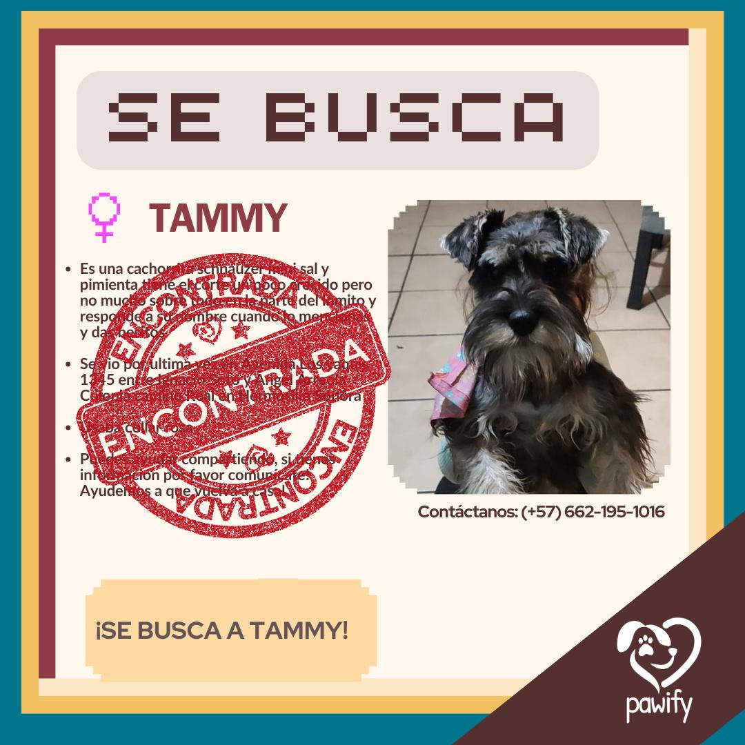 Tammy - Perro