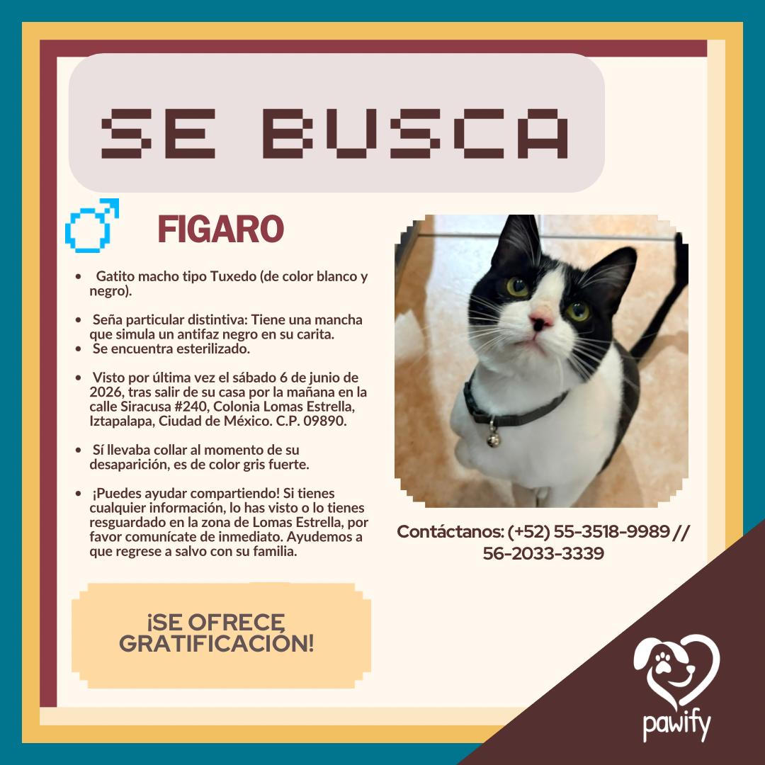 FIGARO - Gato