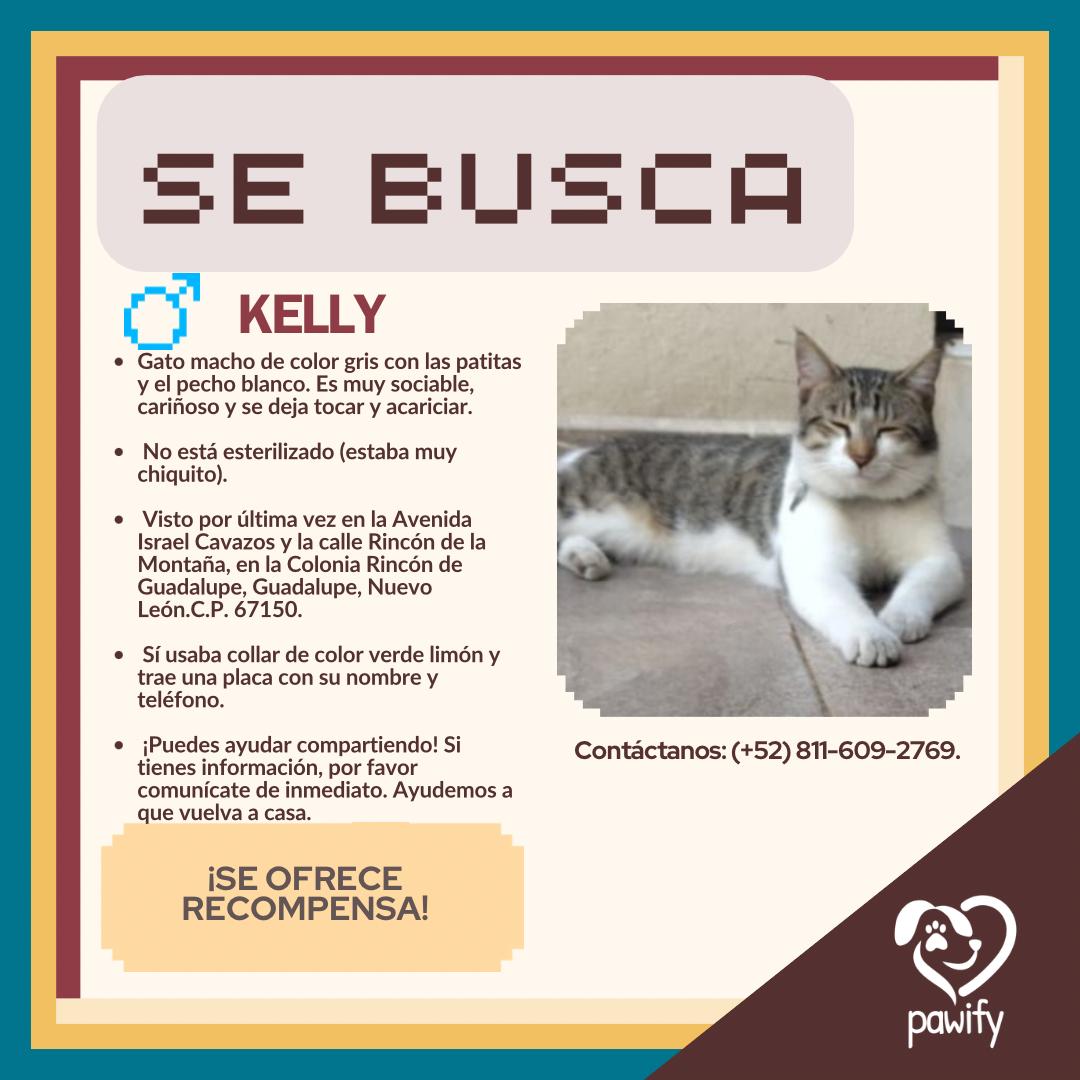 KELLY - Gato