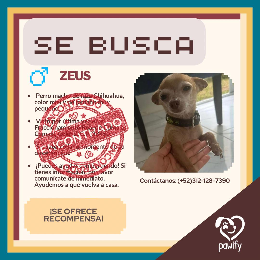 Zeus - Perro