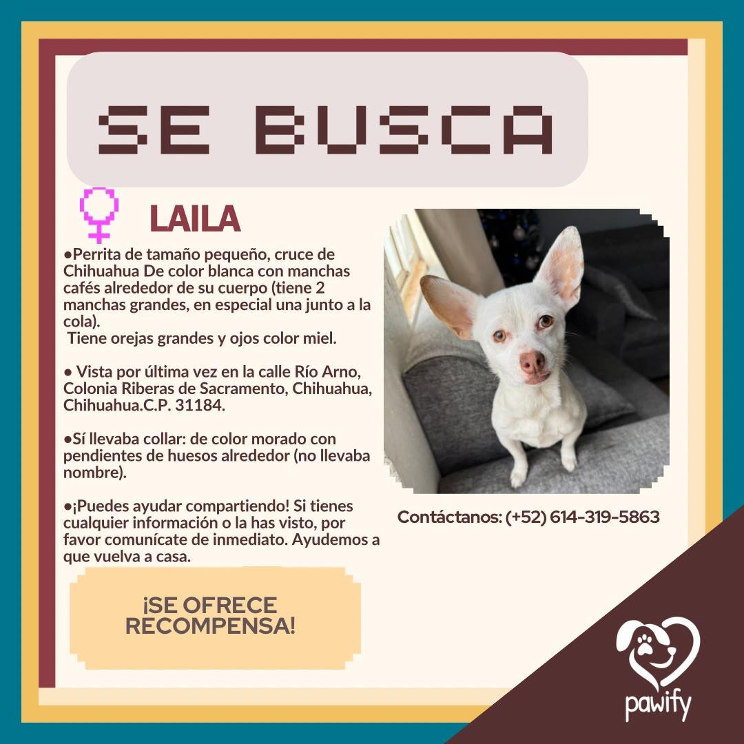 LAILA - Perro
