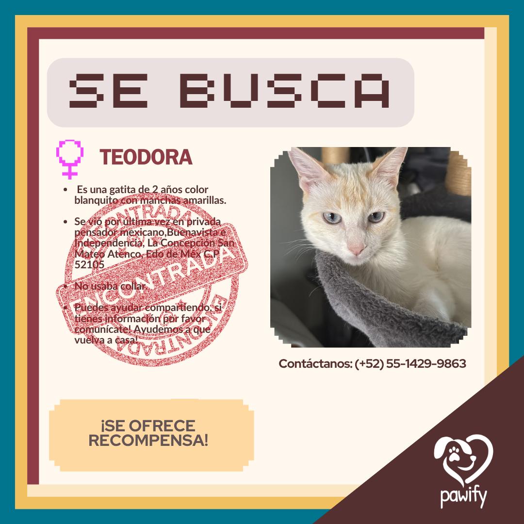 TEODORA - Gato