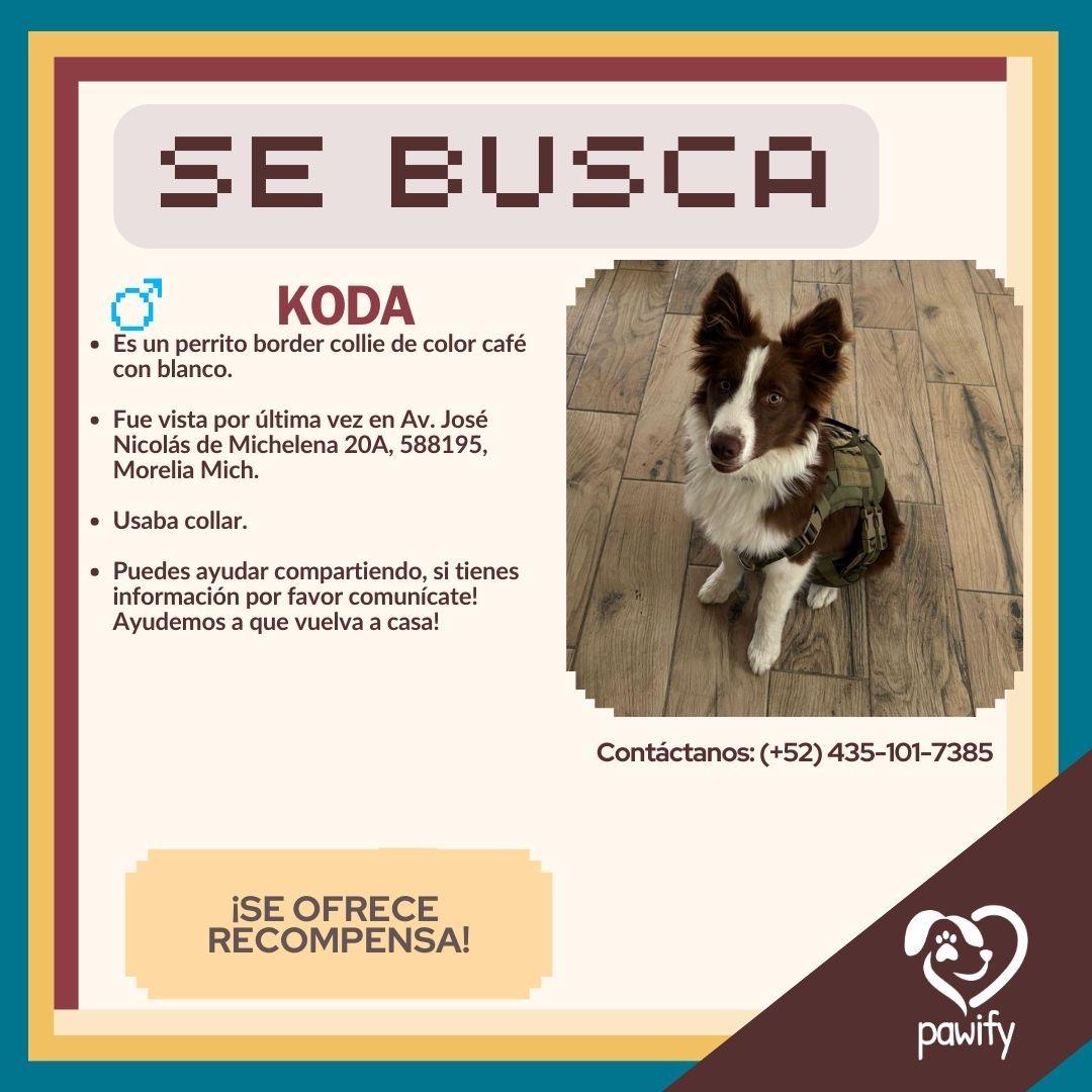 Koda - Perro