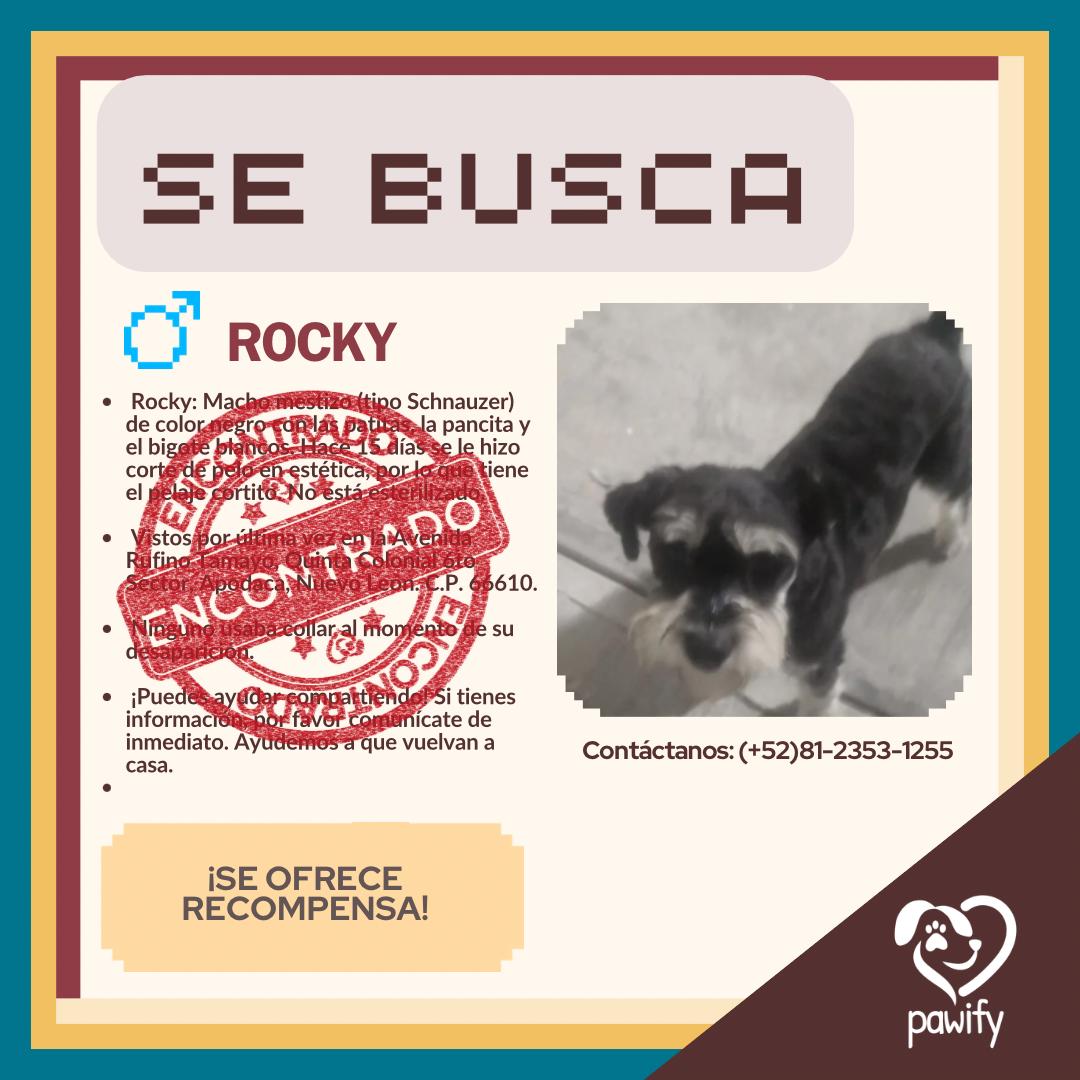 Rocky - Perro