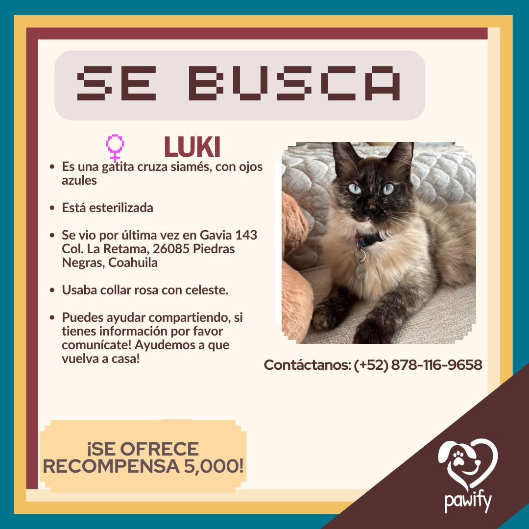 Luki - Gato