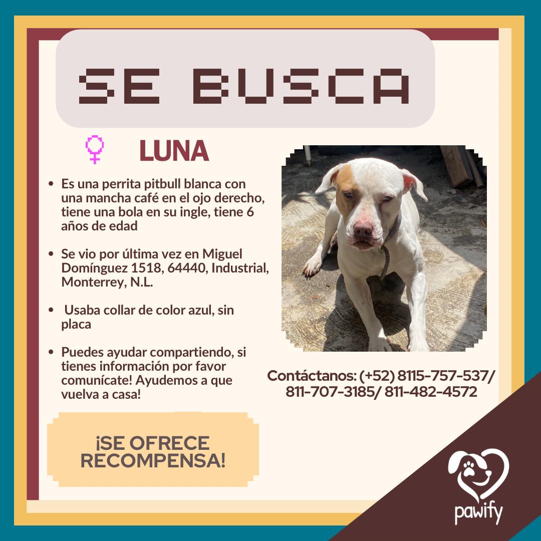 Luna - Perro