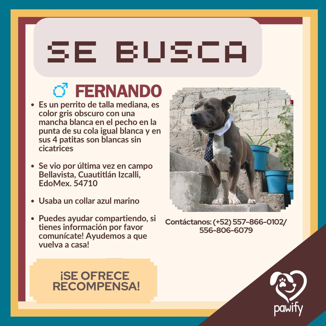 Fernando - Perro