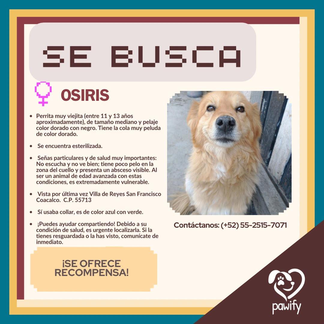 OSIRIS - Perro