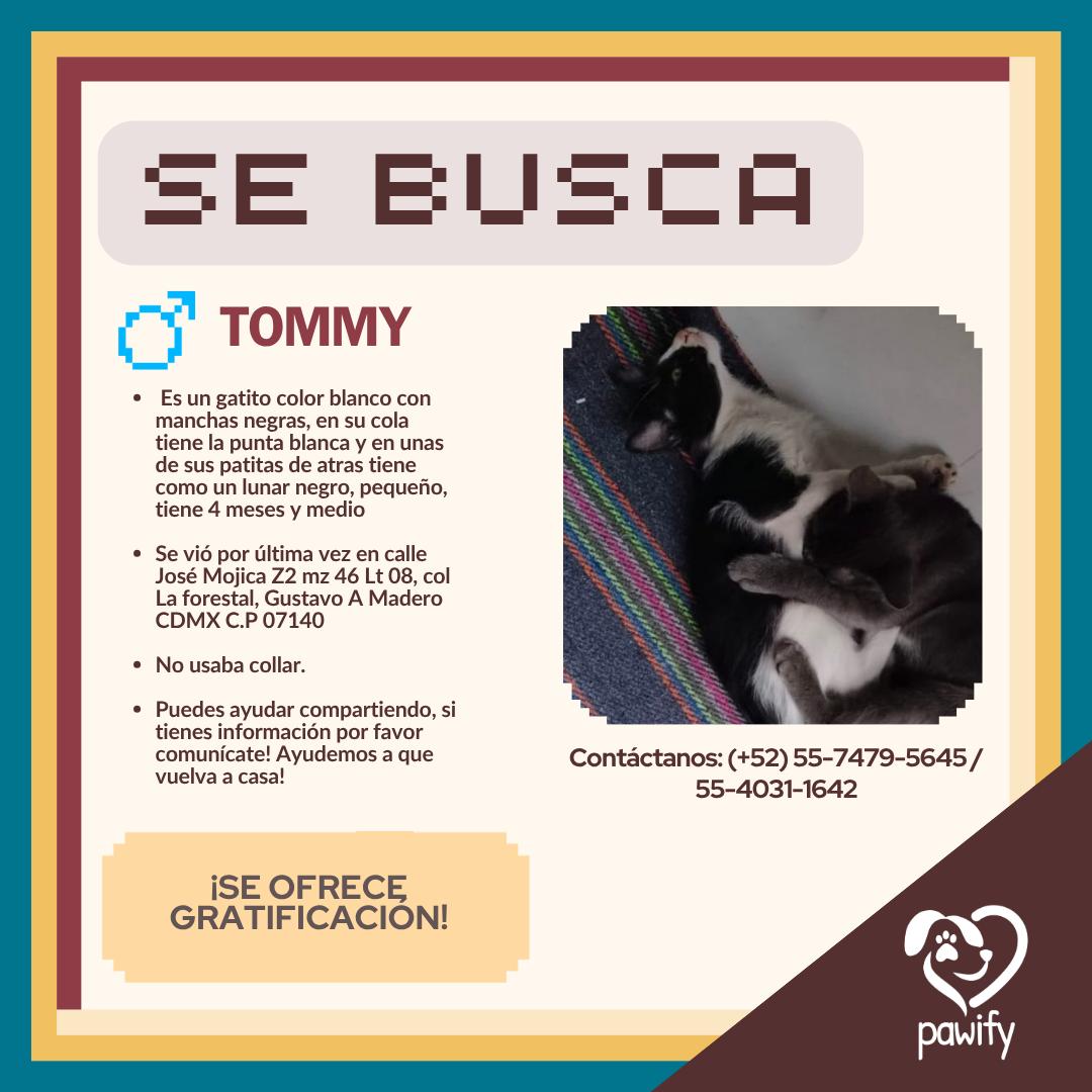 TOMMY - Gato