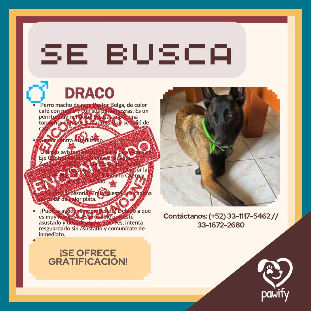 DRACO - Perro