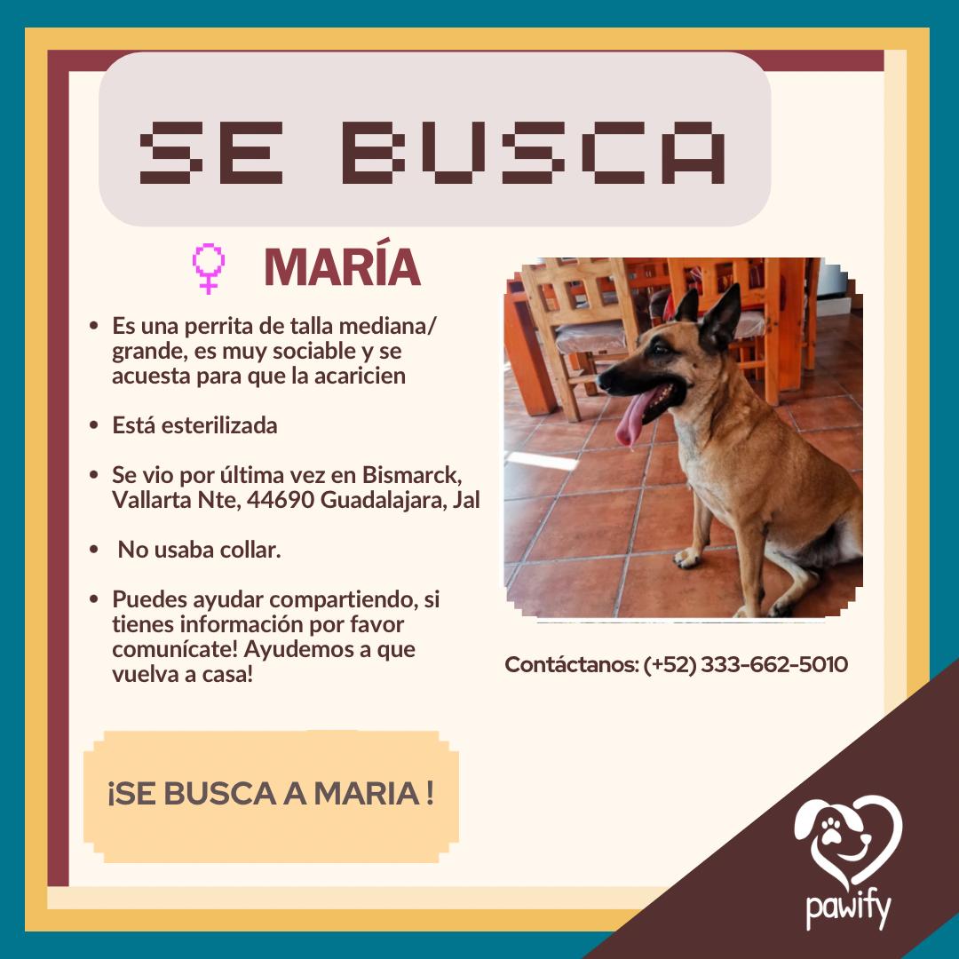 María - Perro