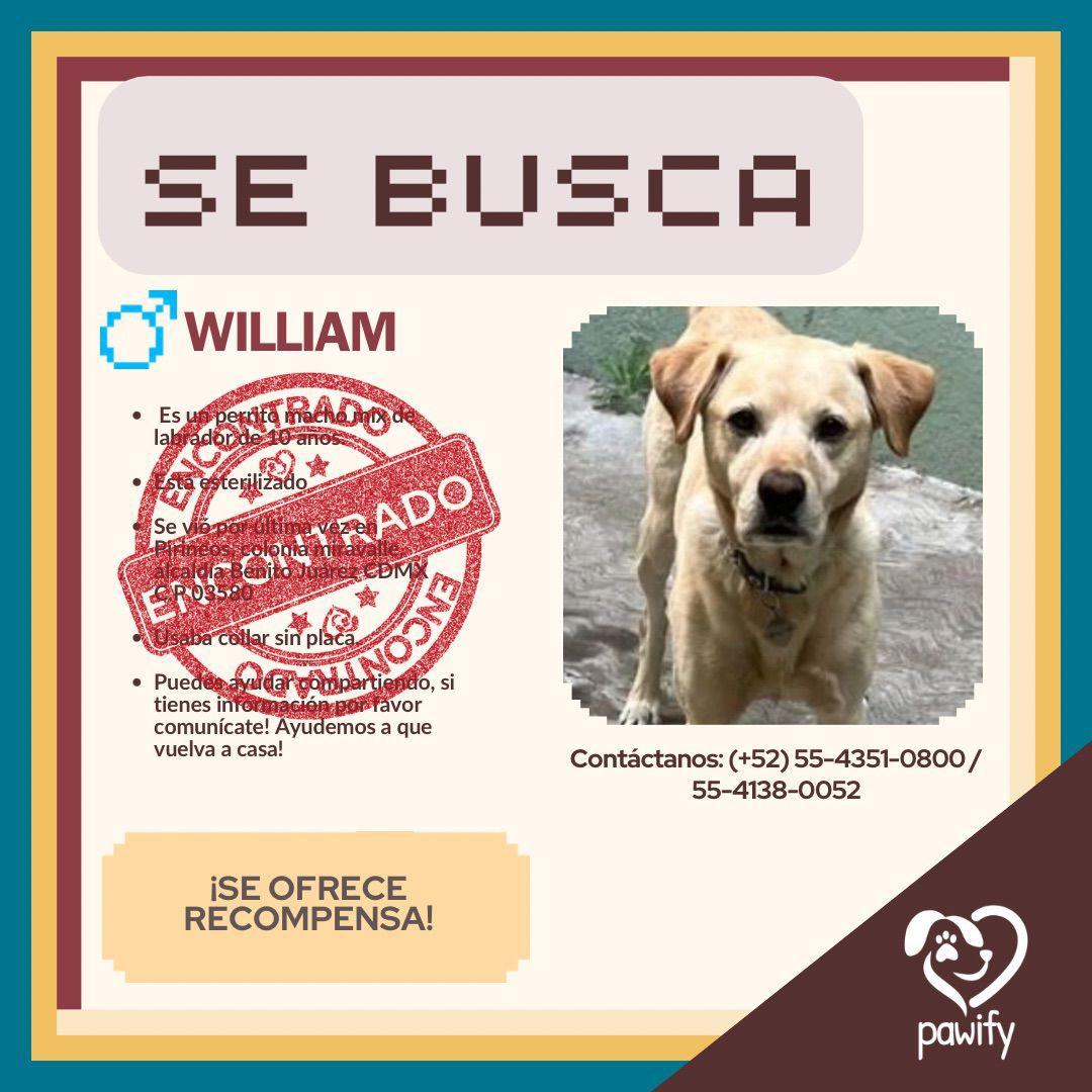 WILLIAM - Perro