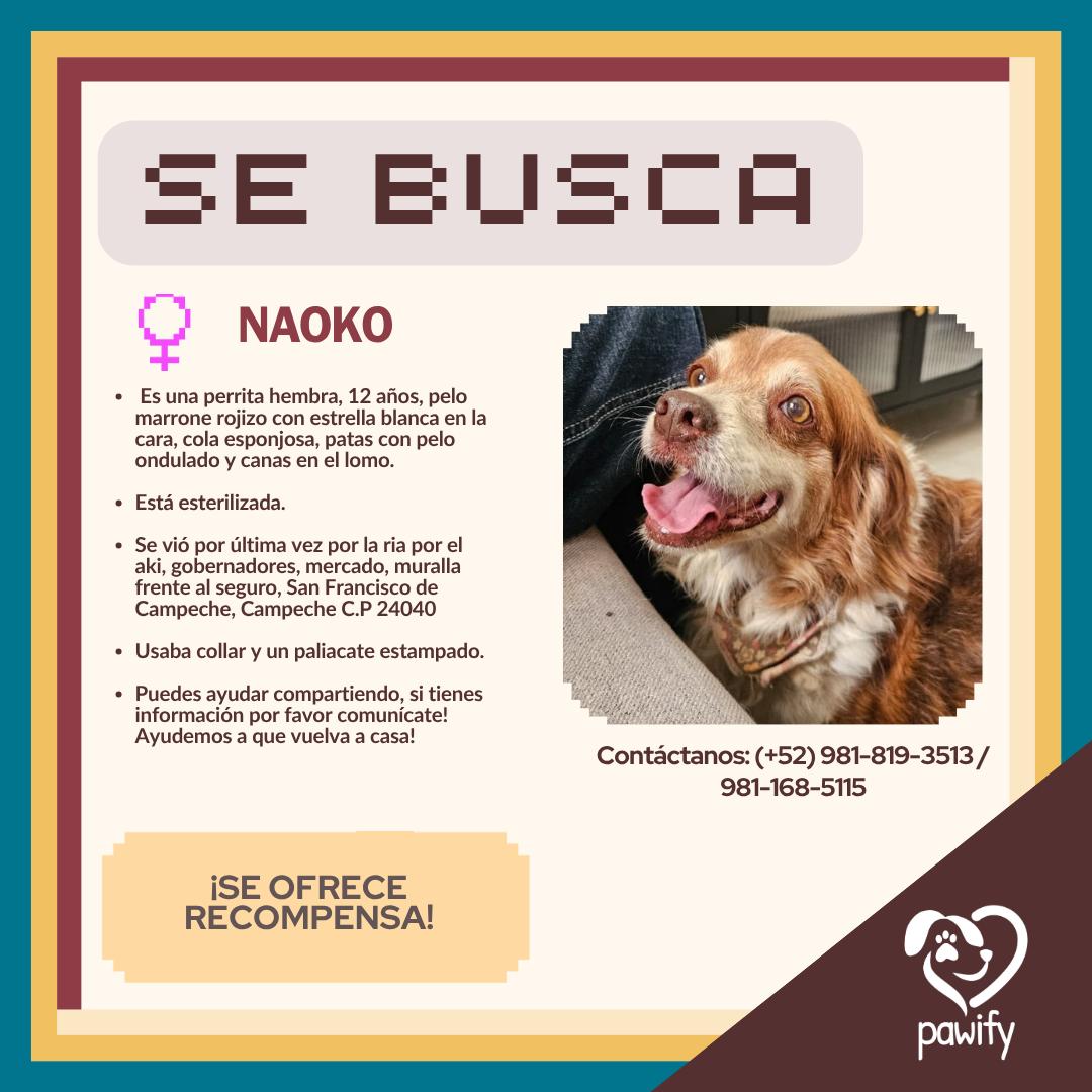 NAOKO - Perro