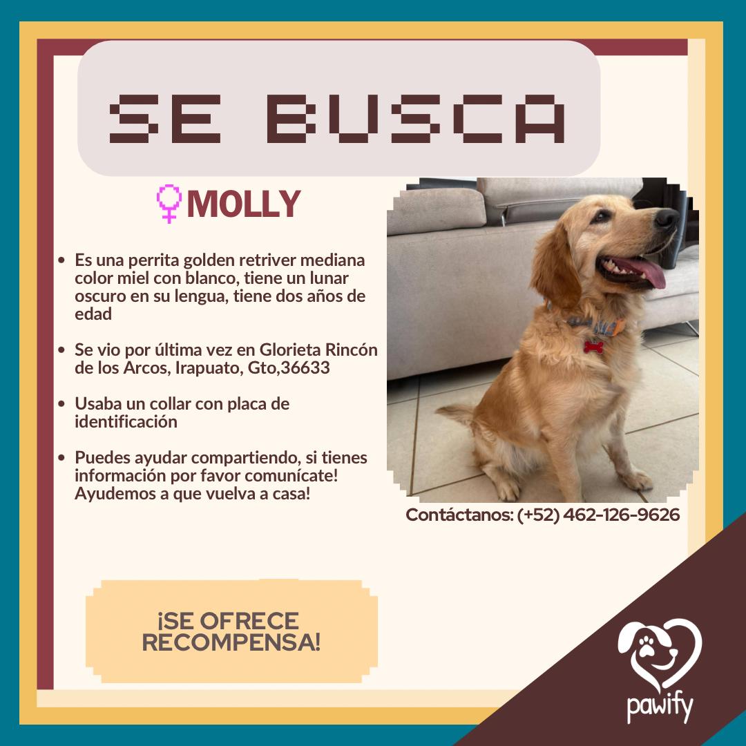 Molly - Perro