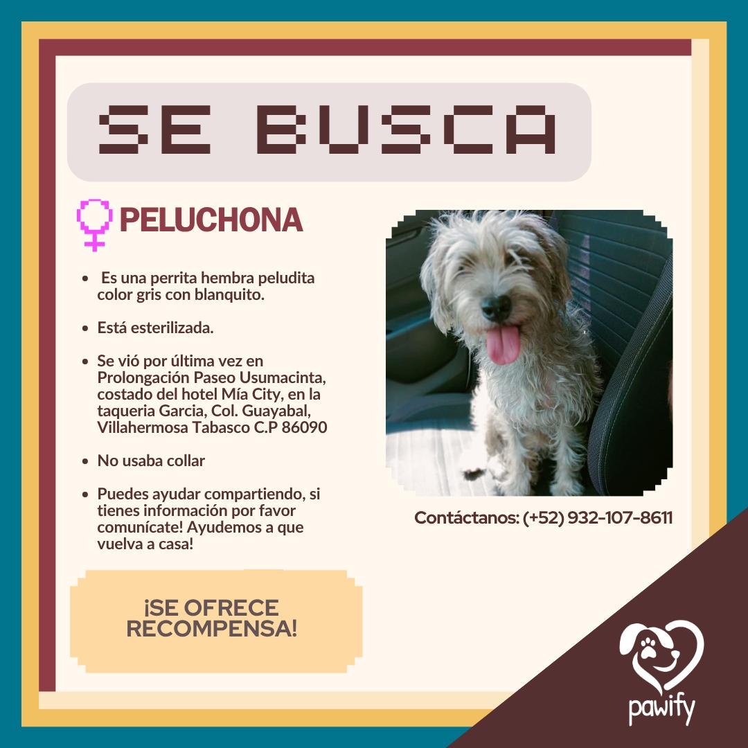 PELUCHONA - Perro