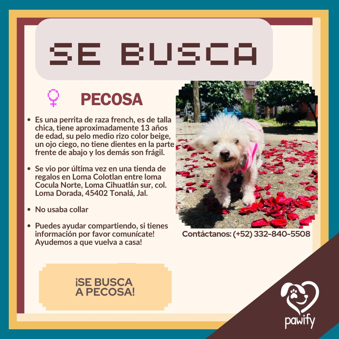 Pecosa - Perro