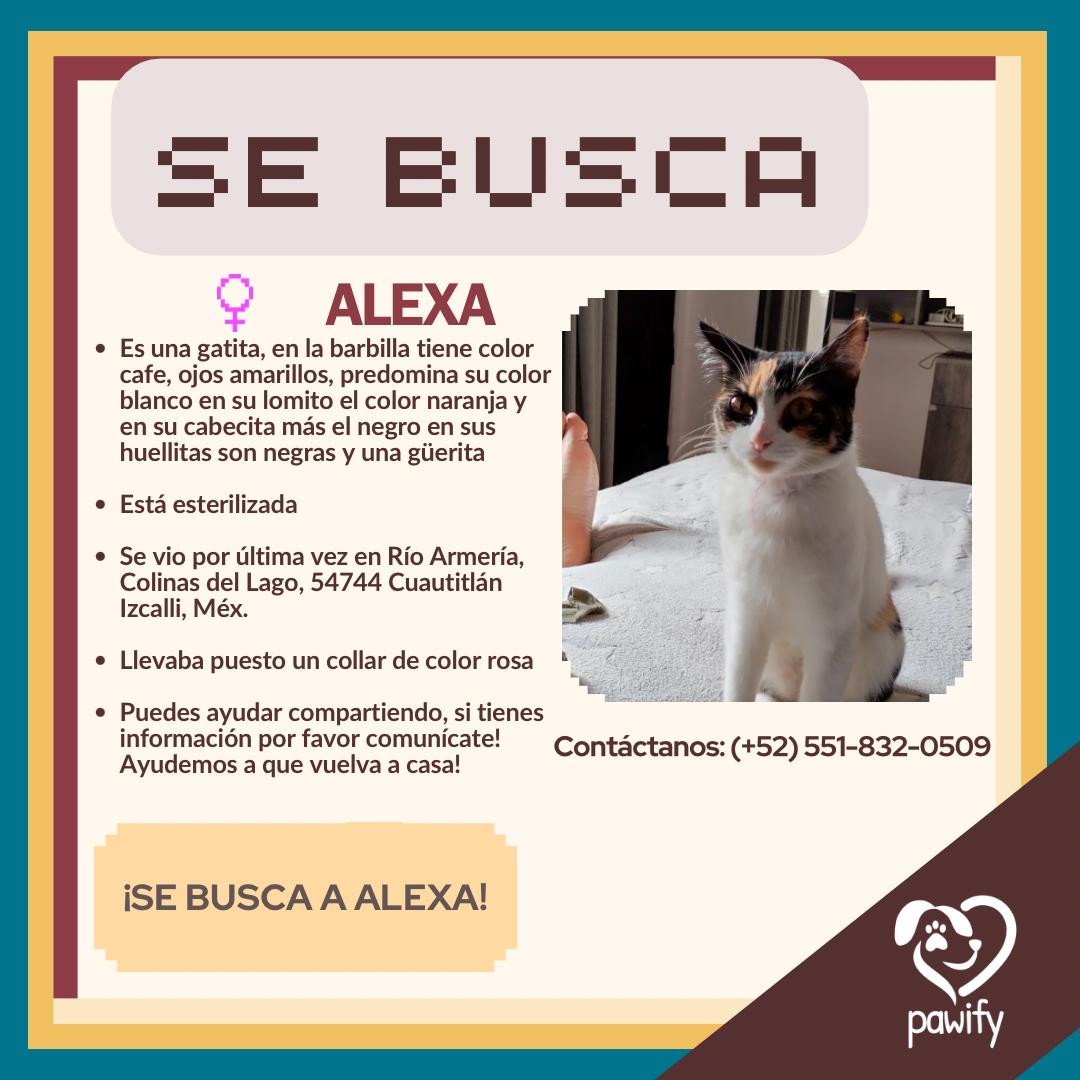 Alexa - Gato