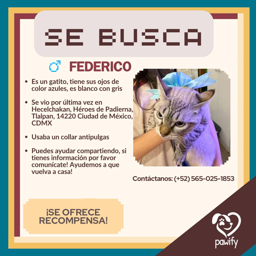 Federico - Gato