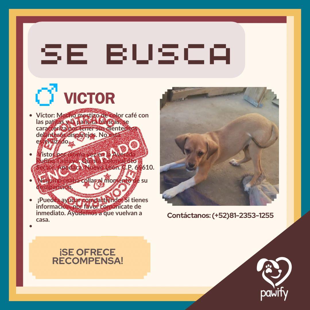 Víctor - Perro